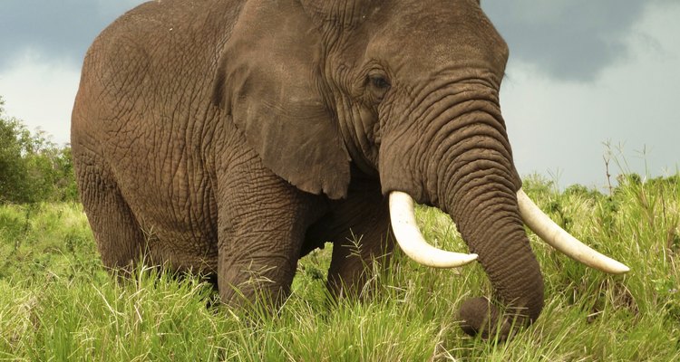 Elefante-africano