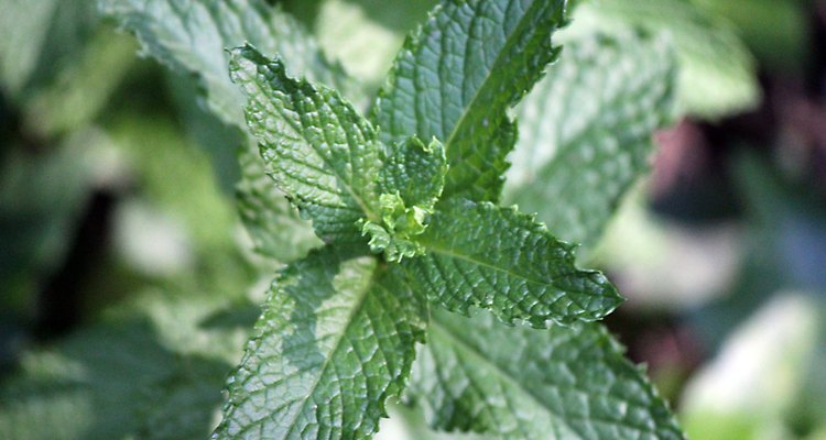 Close Up of Peppermint Herb Plant