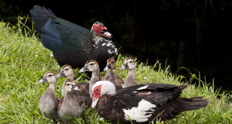 Observa a los patitos de seis a 10 semanas de edad.