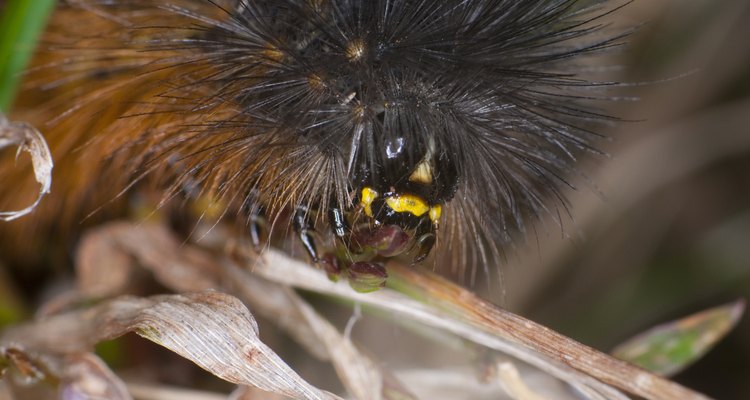 Tiger Moth Caterpillar