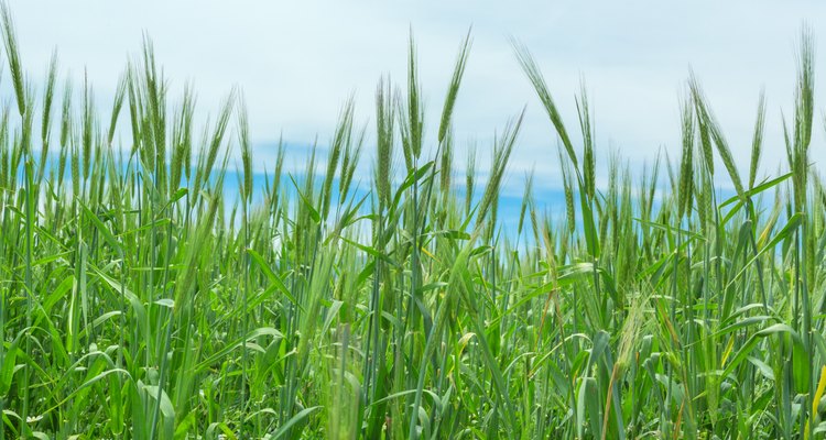 Wheat ears natural spring field background grass