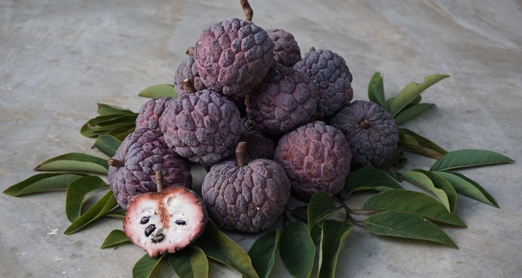 jamaican sweetsop