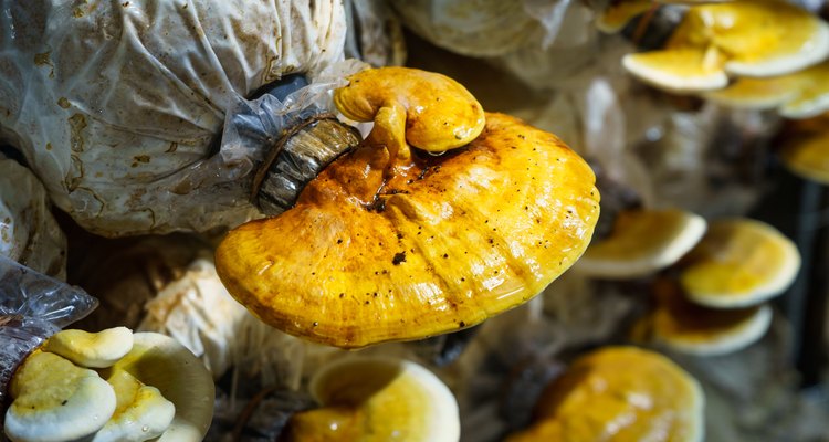 Colorful Lingzhi mushrooms growth up in farm