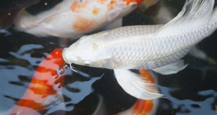 Debes mantener a los peces dorados en interiores durante el invierno y luego colocarlos en estanques de jardín durante los meses cálidos.