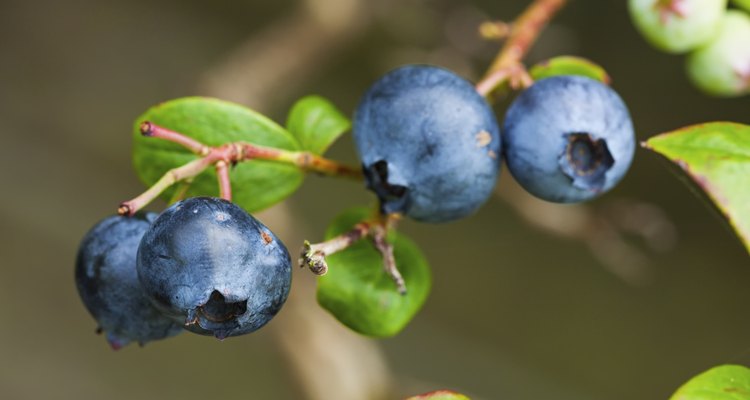 Ripe Blueberries on a branch
