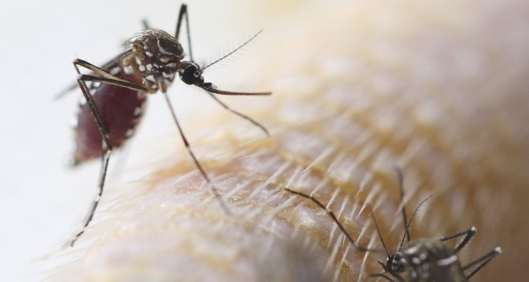 Aumento dos casos de dengue no país