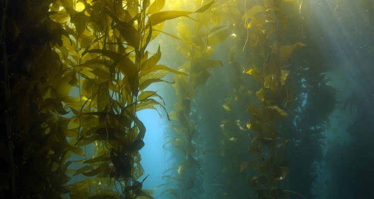 luscious green underwater kelp forest at catalina island, california