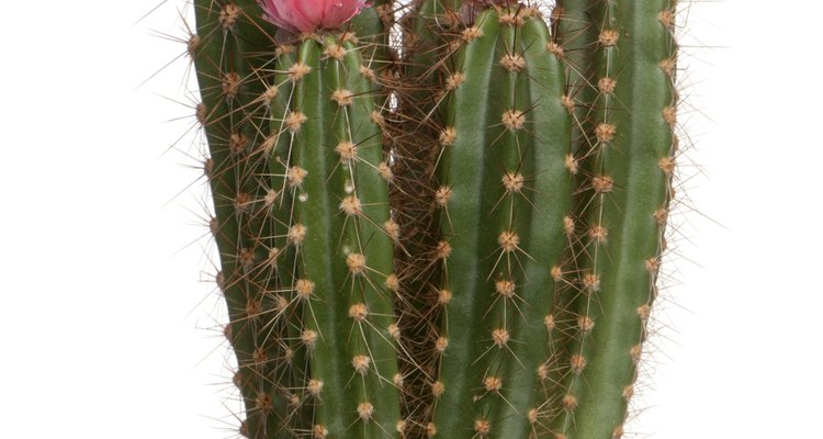 Algunas especies de cactus añaden color al paisaje del desierto.