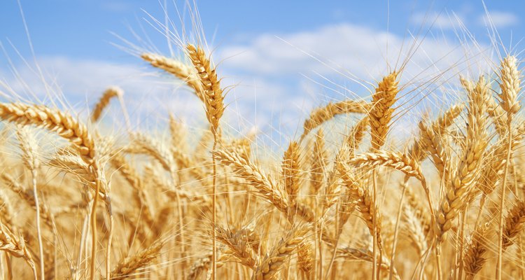 O trigo ajuda a prevenir doenças degenerativas
