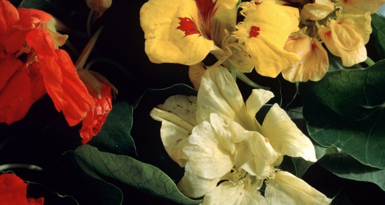 Nasturtiums are easy to grow, making them a good plant for gardening beginners.