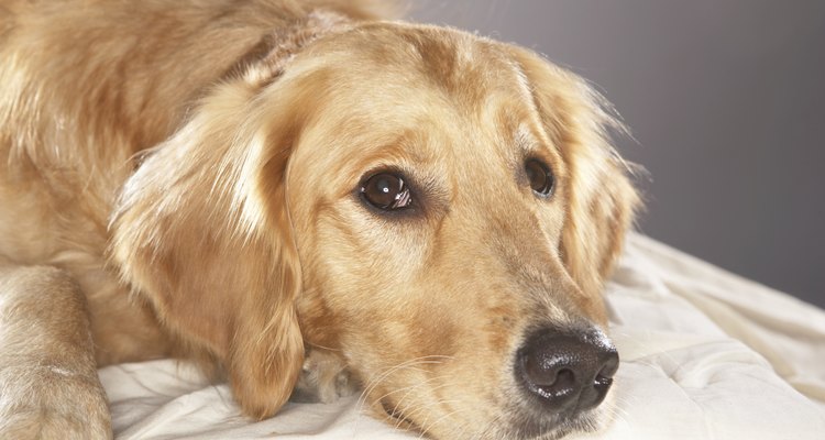 Un perro con cáncer puede marearse.