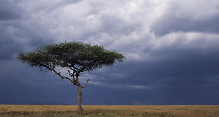 Acacia tree growing on savannah against sky background, Masai Mara National Reserve, Kenya