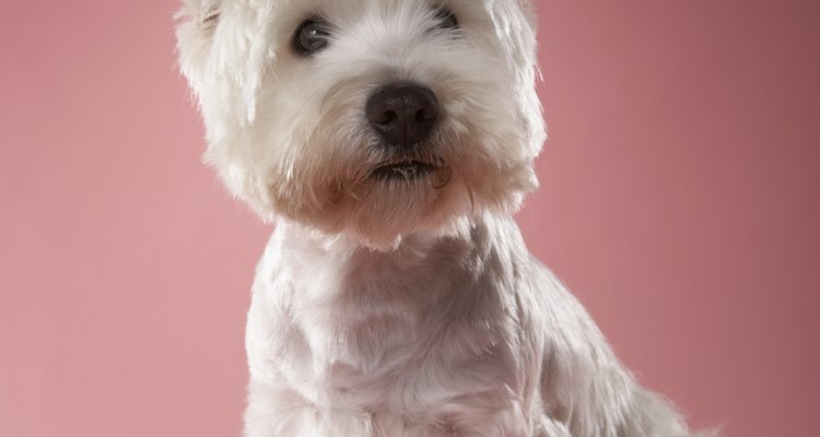 Adopta un Westie para tu familia.