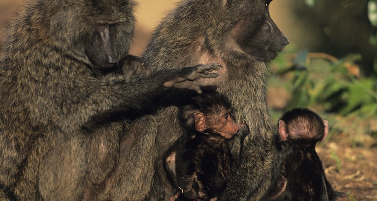 Fleas hitch rides on people and animals
