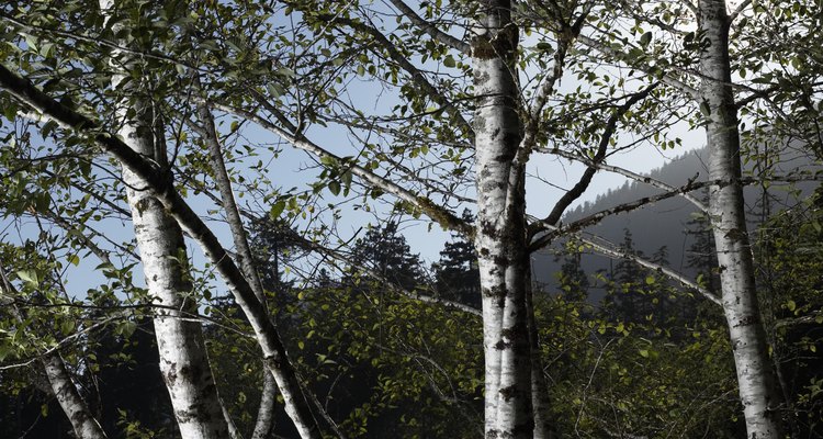 Silver birch look attractive planted in groups, but infection can spread between trees.