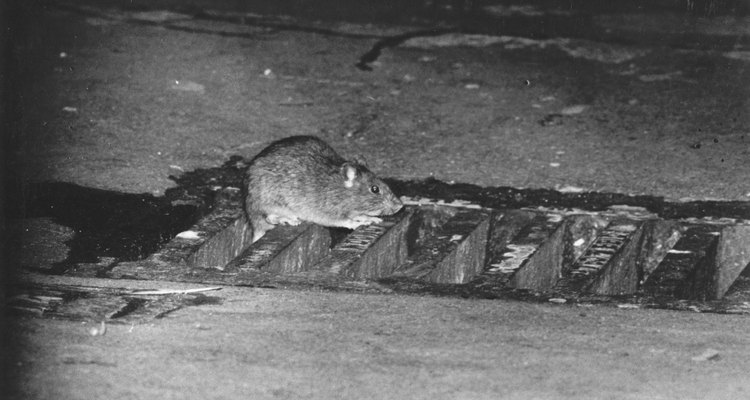 Even a large rat can enter an opening the size of its head.