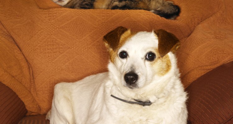 Los gatos y perros reaccionan a los desastres naturales con comportamientos antisociales.