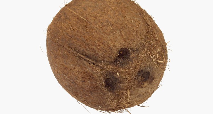 La semilla más grande es esa del doble del coco.