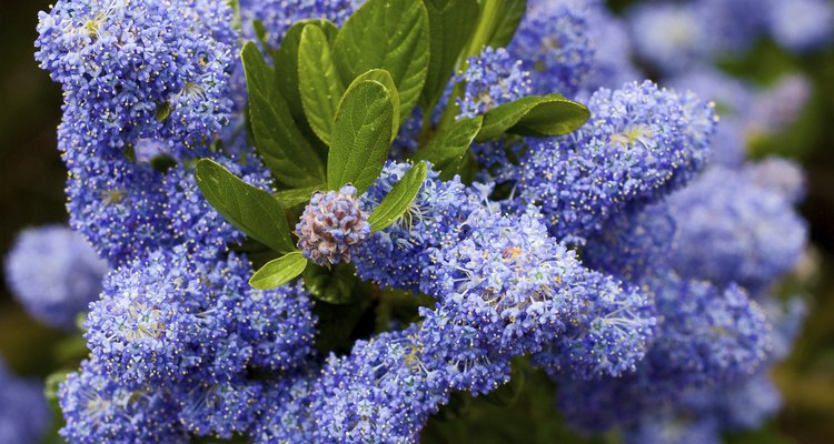 How to care for california lilac shrubs