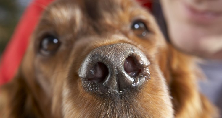 Coloca unas gotas de solución salina para ayudar a aliviar el malestar de la sinusitis en tu perro.