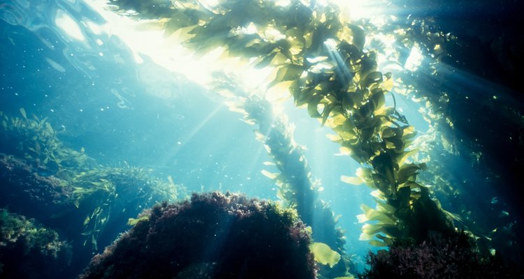 Kelp forest sunshine