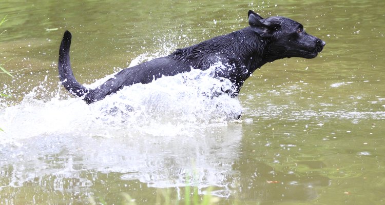 Um labrador pulando no lago
