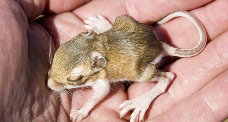 O rato-canguru só sai da toca à noite, quando as temperaturas estão mais baixas