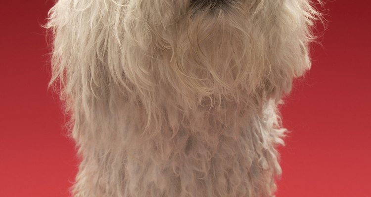 Komondor en exhibición.