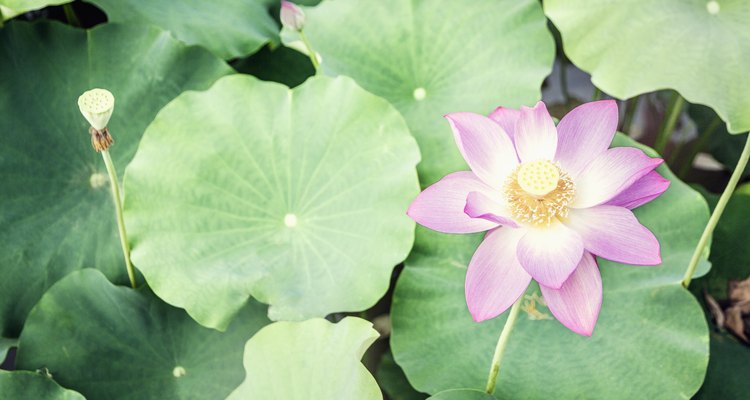 Close-up of pink lotus flower on a lake in China