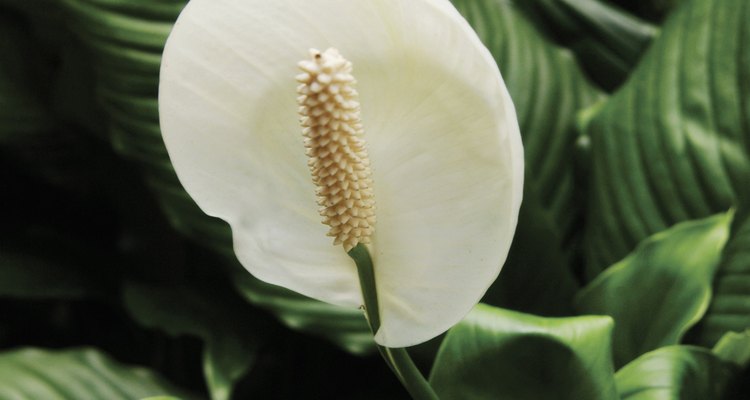 how-to-collect-peace-lily-seeds