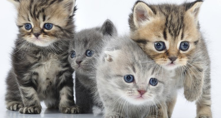Add nutrients to the milk you give your kittens.