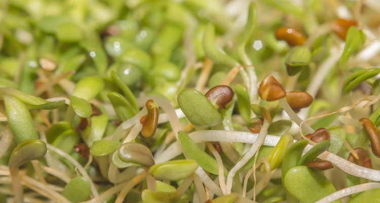 Alfalfa Sprouts