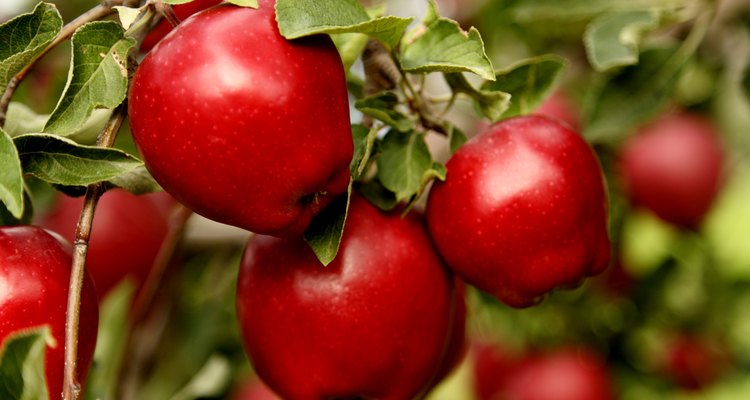 Closeup of Red Delicious Apples.