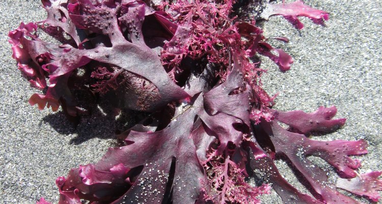 Pink Seaweed Resting in the Sand