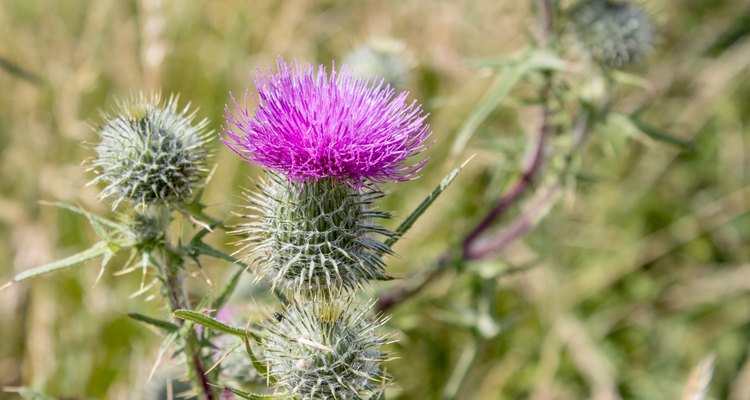 Silybum marianum