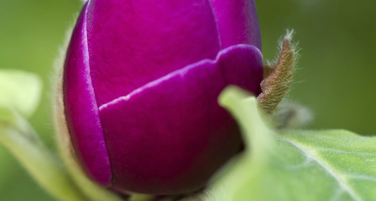 Flor de uma magnólia pires