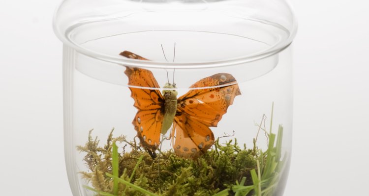 Los jóvenes amantes de insectos disfrutarán de los proyectos de manualidades de temas de insectos.