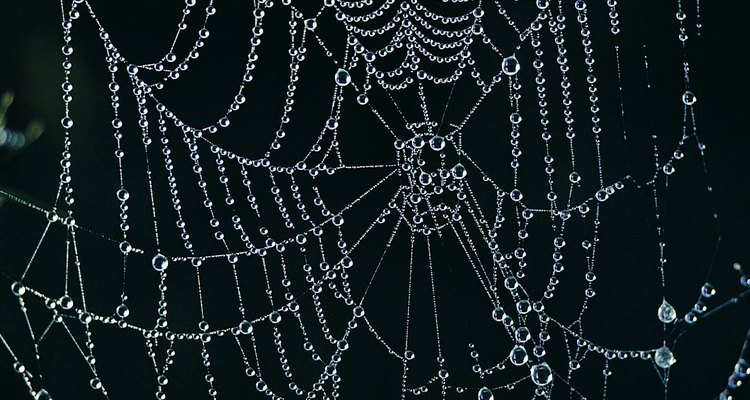 Aranhas caranguejeiras são chamadas assim por causa do corpo parecido com o de um caranguejo