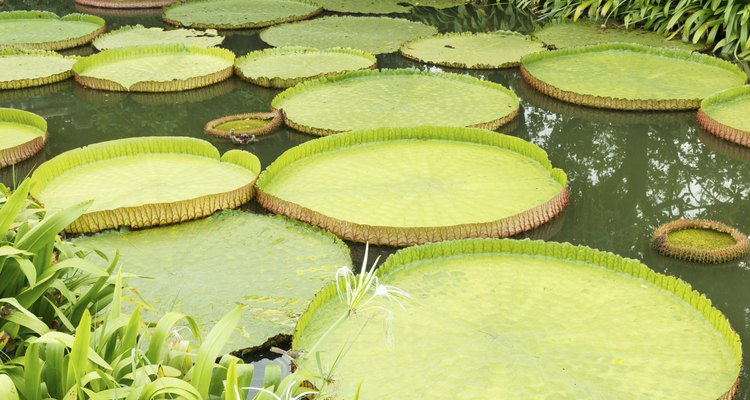 As folhas da vitória-régia amazônica podem chegar a um diâmetro de 2,4 m