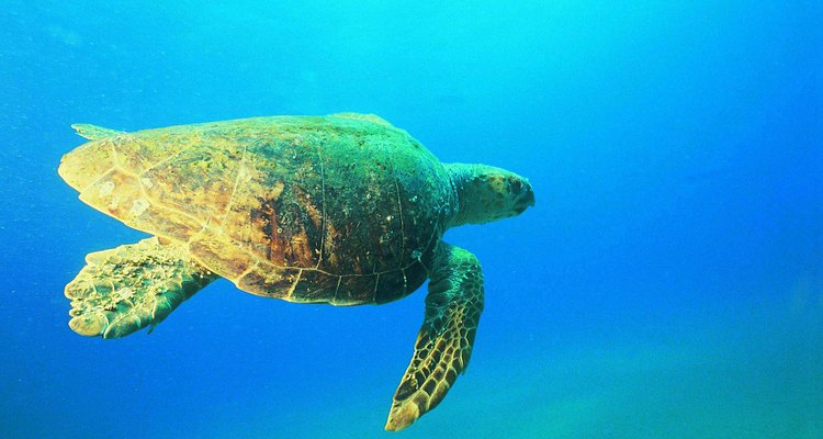 As tartarugas-cabeçudas nadam no Mar Mediterrâneo