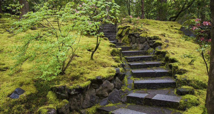 Os jardins tradicionais japoneses contam com grandes extensões de musgo