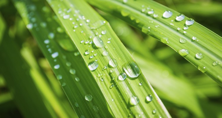 La planta de citronela es ideal para los lugares con clima cálido, en los porches, los  patios, las terrazas y los jardines de flores.