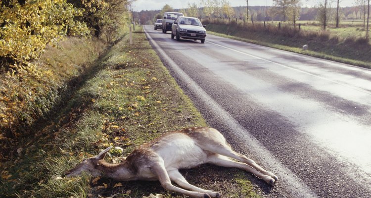 Esse trabalho é de suma importância porque, em alguns casos, acidentes podem ser causados por causa de animais mortos nas rodovias