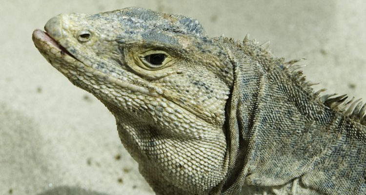 Las iguanas del desierto se adaptan bien al cautiverio.