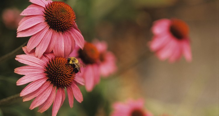Purple coneflowers are a favourite perennial.