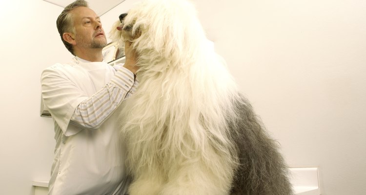 La B12 por lo general es administrada a los perros en forma de inyección en el consultorio del veterinario.
