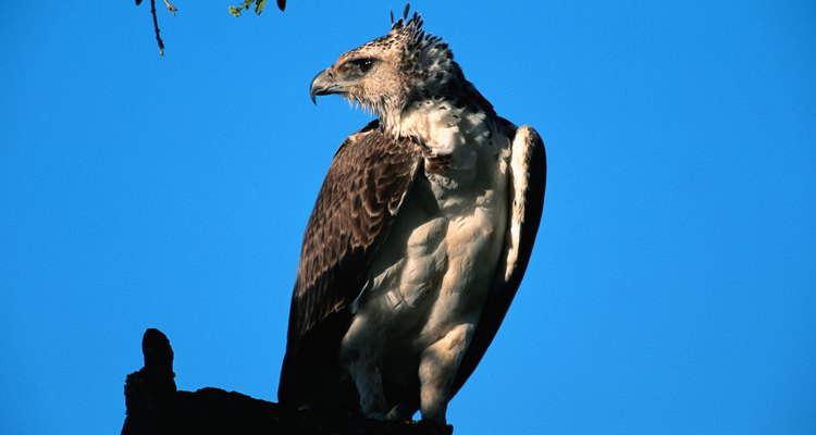 The African martial eagle sitting on a perch