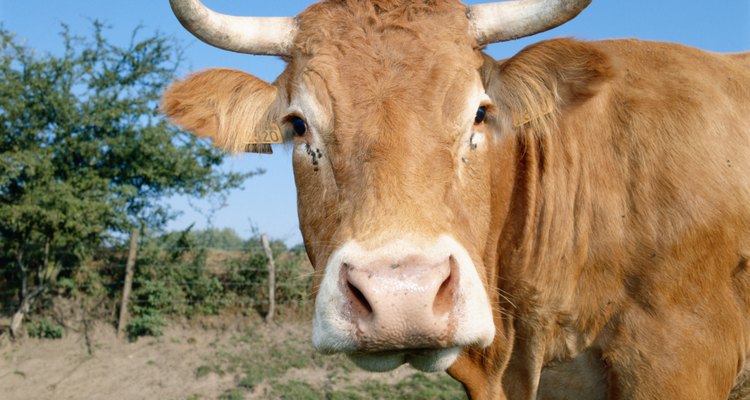 Even the cow's nose is used in some culinary traditions.