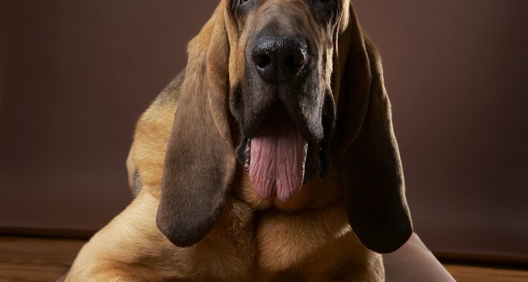 Los sabuesos -perros de caza altos y de orejas largas- pueden pesar entre 90 y 110 libras (41 y 50 kg).