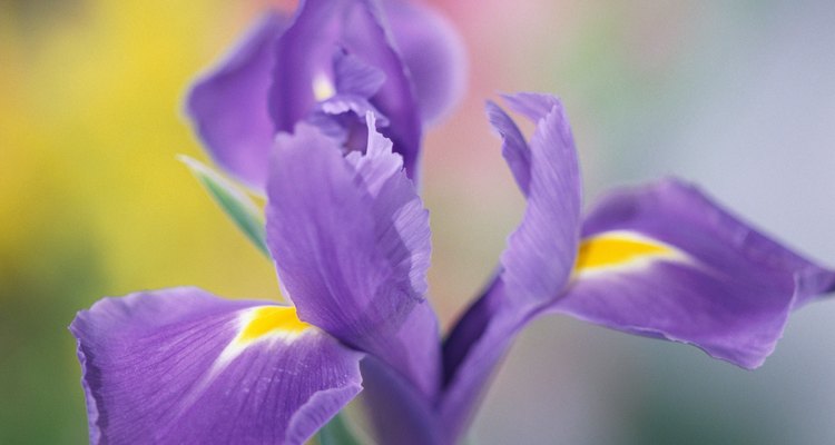El iris, o flor de lis, es la flor nacional de Francia.
